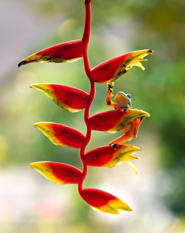 heliconia-8599119_1280